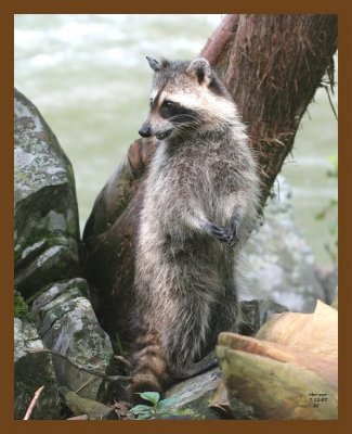 raccoon 7-12-07 4c3b.jpg