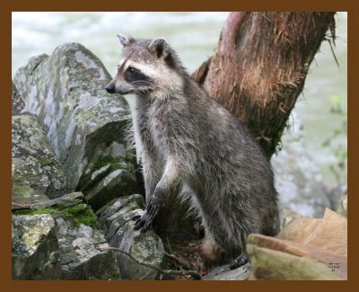 raccoon 7-12-07 4c5b.jpg