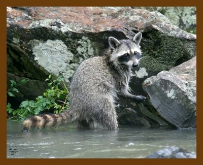 raccoon 7-1-07 4c9b.jpg