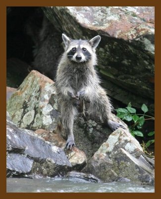 raccoon 7-1-07 4c7b.jpg
