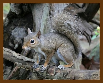 gray-squirrel 7-12-07 4c5b.jpg