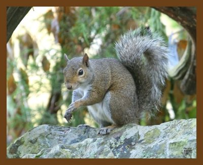 gray-squirrel 7-11-07 4c1b.jpg