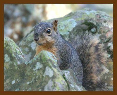 fox-squirrel 7-8-07 4c1b.jpg