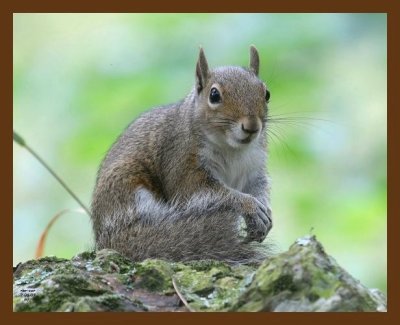gray-squirrel 7-5-07 4c1b.jpg