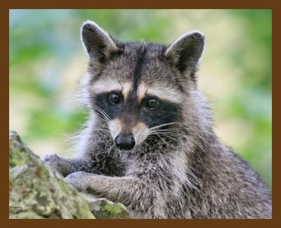 raccoon 7-14-07 4c2cb.jpg
