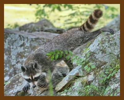 raccoon 7-15-07 4c6cb.jpg