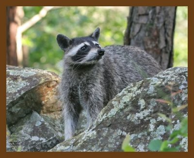 raccoon 7-15-07 4c5cb.jpg