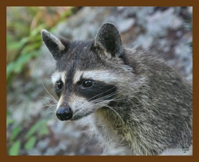 raccoon 7-15-07 4c3cb.jpg