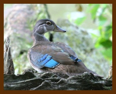 wood-duck 7-7-07 4c2b.jpg