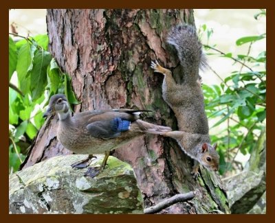 wood-duck-squirrel 7-14-07 4c1c.jpg