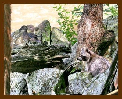 wood-duck-raccoon 7-14-07 4c2c.jpg