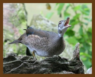 wood-duck 7-7-07 4c1b.jpg