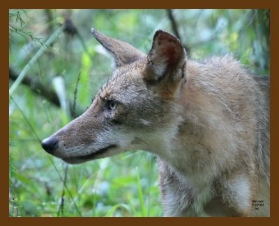 coyote 7-17-07 4c6cb.jpg