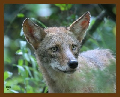 coyote 7-17-07 4c2cb.jpg