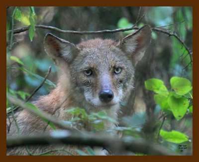 coyote 7-17-07 4c1cb.jpg