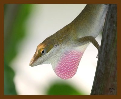 lizard-green-anole 7-18-07 4c2cb.jpg