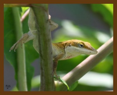 lizard-green-anole 7-18-07 4c6cb.jpg