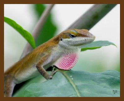 lizard-green-anole 7-18-07 4c4cb.jpg