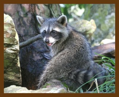 raccoon-young 7-14-07 4c1c.jpg