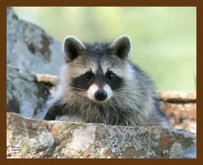 raccoon-young 7-20-07 4c5cb.jpg