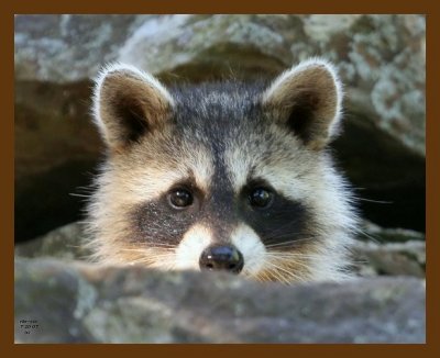 raccoon-young 7-20-07 4c2cb.jpg