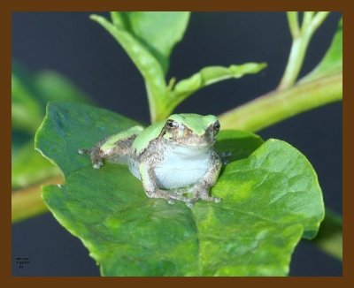 gray-treefrog-young 7-20-07 4c1cb.jpg