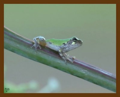 gray-treefrog 7-19-07 4c2cb.jpg