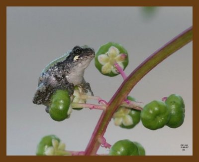 gray-treefrog-young 7-20-07 4c3b.jpg