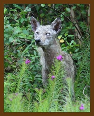 coyote 7-21-07 4c10cb.jpg