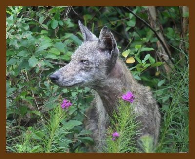 coyote 7-21-07 4c11cb.jpg