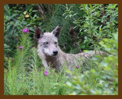 coyote 7-21-07 4c7cb.jpg