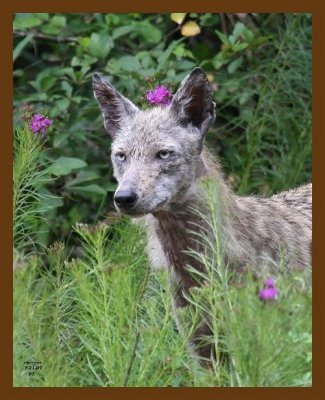 coyote 7-21-07 4c2cb.jpg