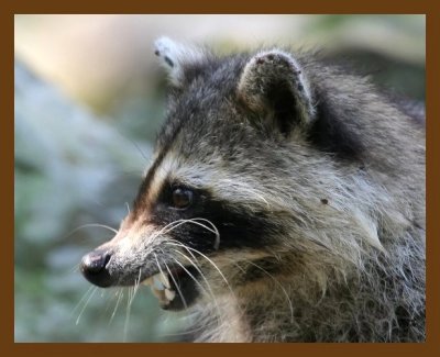 raccoon 7-17-07 4c6cb.jpg