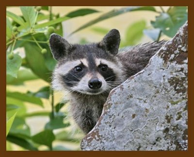 raccoon 7-15-07 4c13cb.jpg