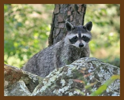 raccoon 7-15-07 4c7cb.jpg