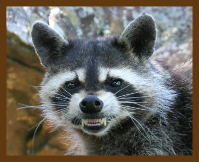raccoon 7-20-07 4c3cb.jpg