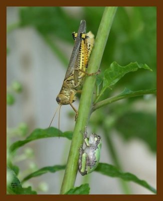 gray-treefrog-grasshopper 7-21-07 4c1cb.jpg