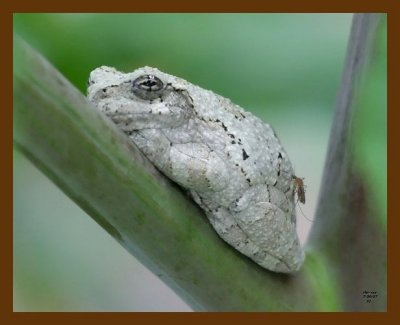 gray-treefrog 7-6-07 4c2pcb.jpg