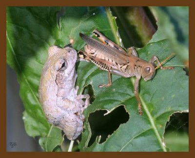 gray-treefrog-grasshopper 7-20-07 4c2cb.jpg