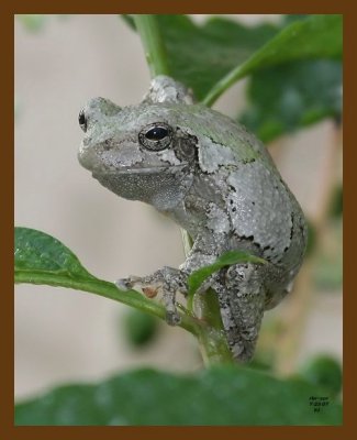 gray-treefrog 7-23-07 4c2cb.jpg