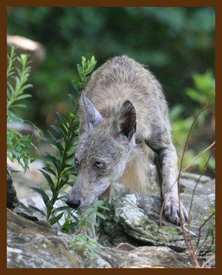 coyote 7-22-07 4c5cb.jpg