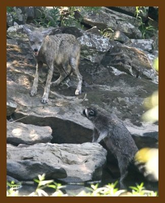 raccoon-coyote 7-24-07 4c3cb.jpg