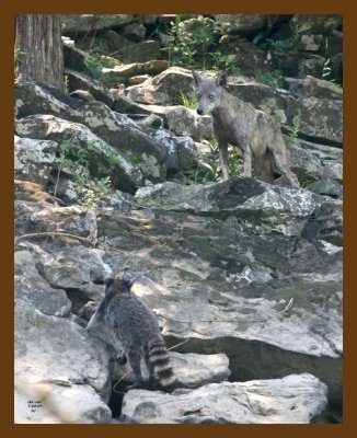 raccoon-coyote 7-24-07 4c1cb.jpg