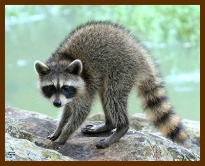 raccoon-young 7-22-07 4c1cb.jpg
