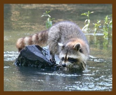 raccoon 7-24-07 4c1cb.jpg