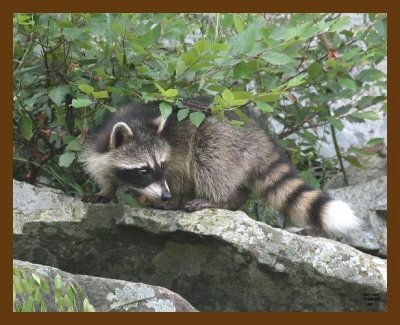 raccoon-young 7-25-07 4c2cb.jpg