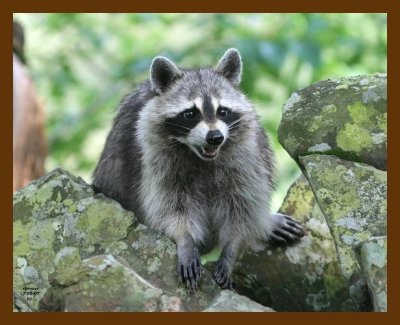 raccoon 7-6-07 4c2b.jpg