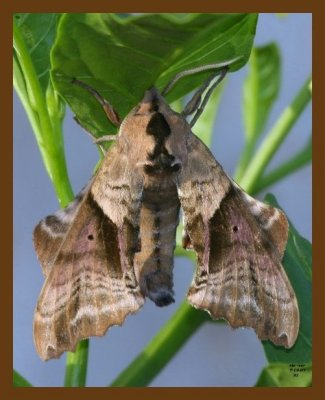 moth 7-19-07 4c1cb.jpg
