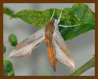 moth 7-24-07 4c1cb.jpg