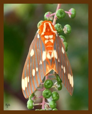 moth 7-26-07 4c3cb.jpg